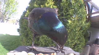 common grackle
