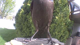common grackle