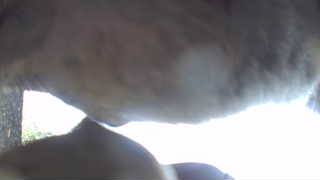 Unidentified clip