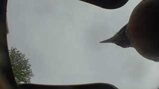 american robin