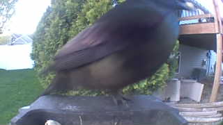 european starling