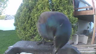 common grackle