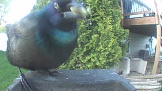 common grackle