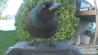 common grackle