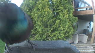 common grackle