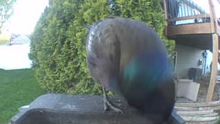 common grackle