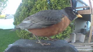 american robin