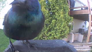 european starling