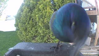 rock pigeon