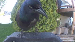 common grackle