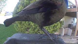 common grackle