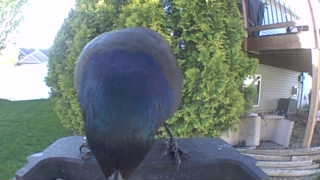 common grackle