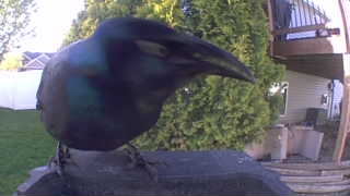 common grackle