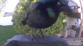 common grackle