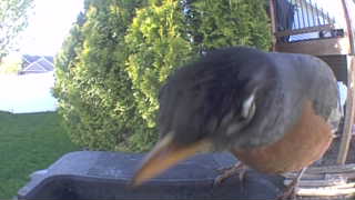 american robin