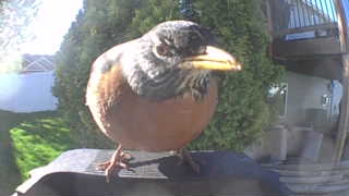 american robin