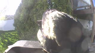 american crow
