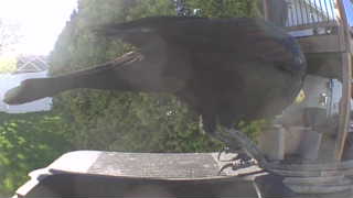 american crow