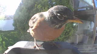 american robin