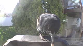 yellow-headed blackbird