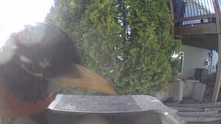 american robin