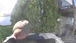 rock pigeon