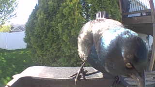 common grackle
