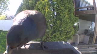 rock pigeon