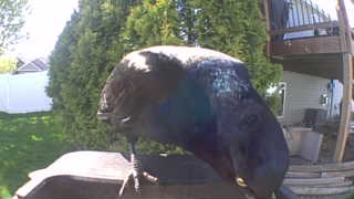common raven