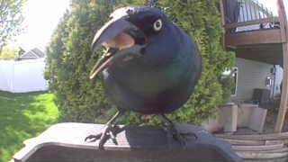 common grackle