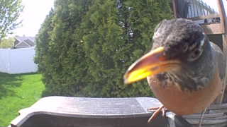 american robin