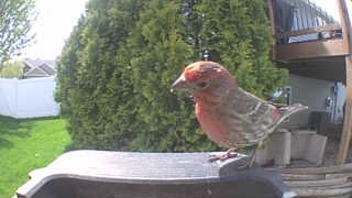house finch