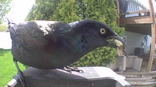 common grackle