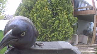 common grackle