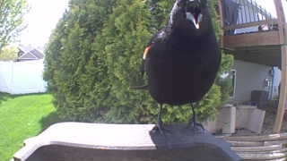 red-winged blackbird