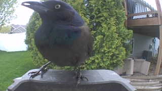 common grackle