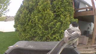 canada jay