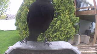 american crow