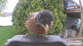 american robin