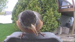 american robin