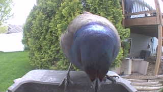 common grackle