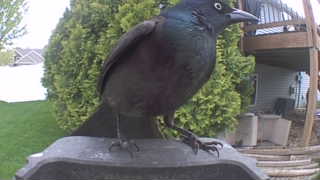 common grackle