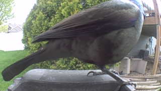common grackle
