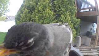 american robin