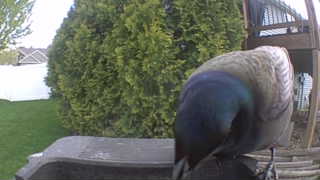 mallard