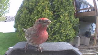 house finch