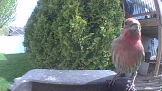 house finch