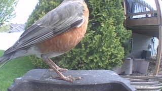 american robin