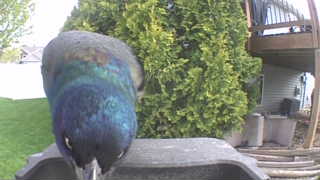 common grackle