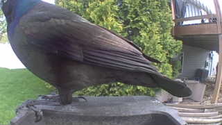 common grackle